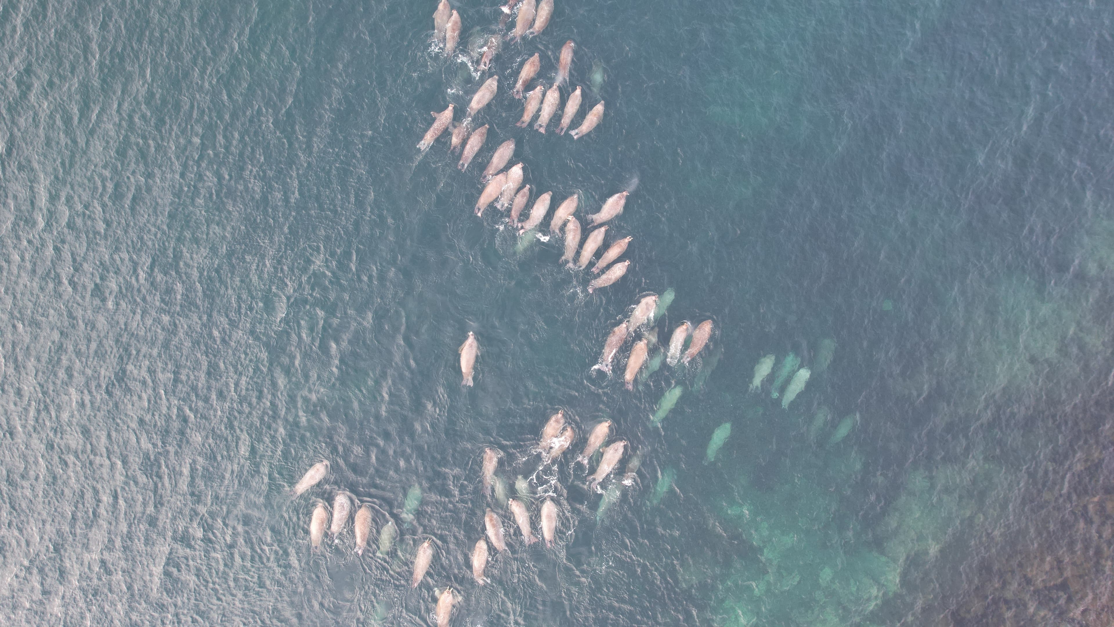 Drone image, sea with animals