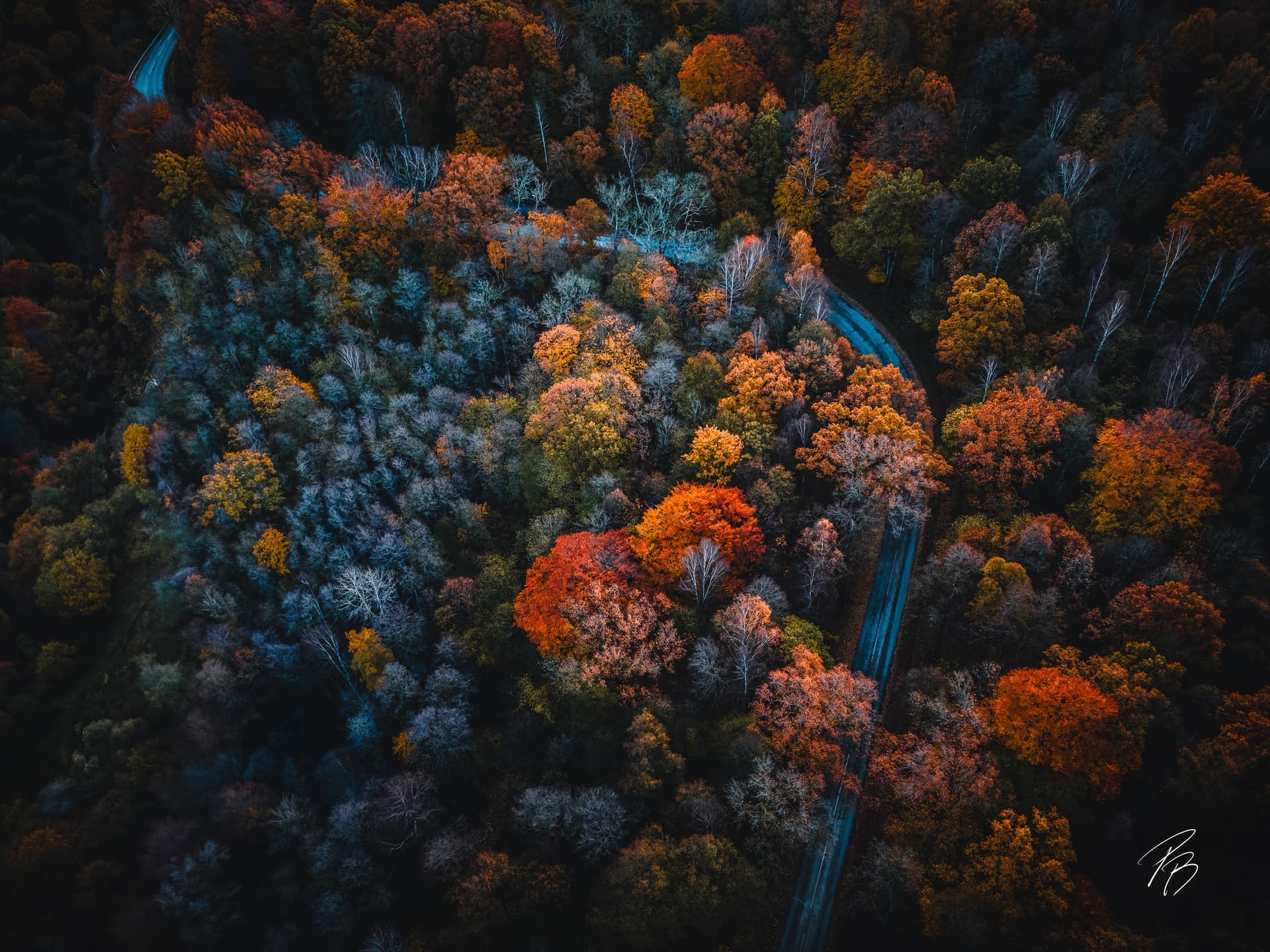 En slingrande väg skär genom en skog av färgsprakande höstlöv, sett från ovan.