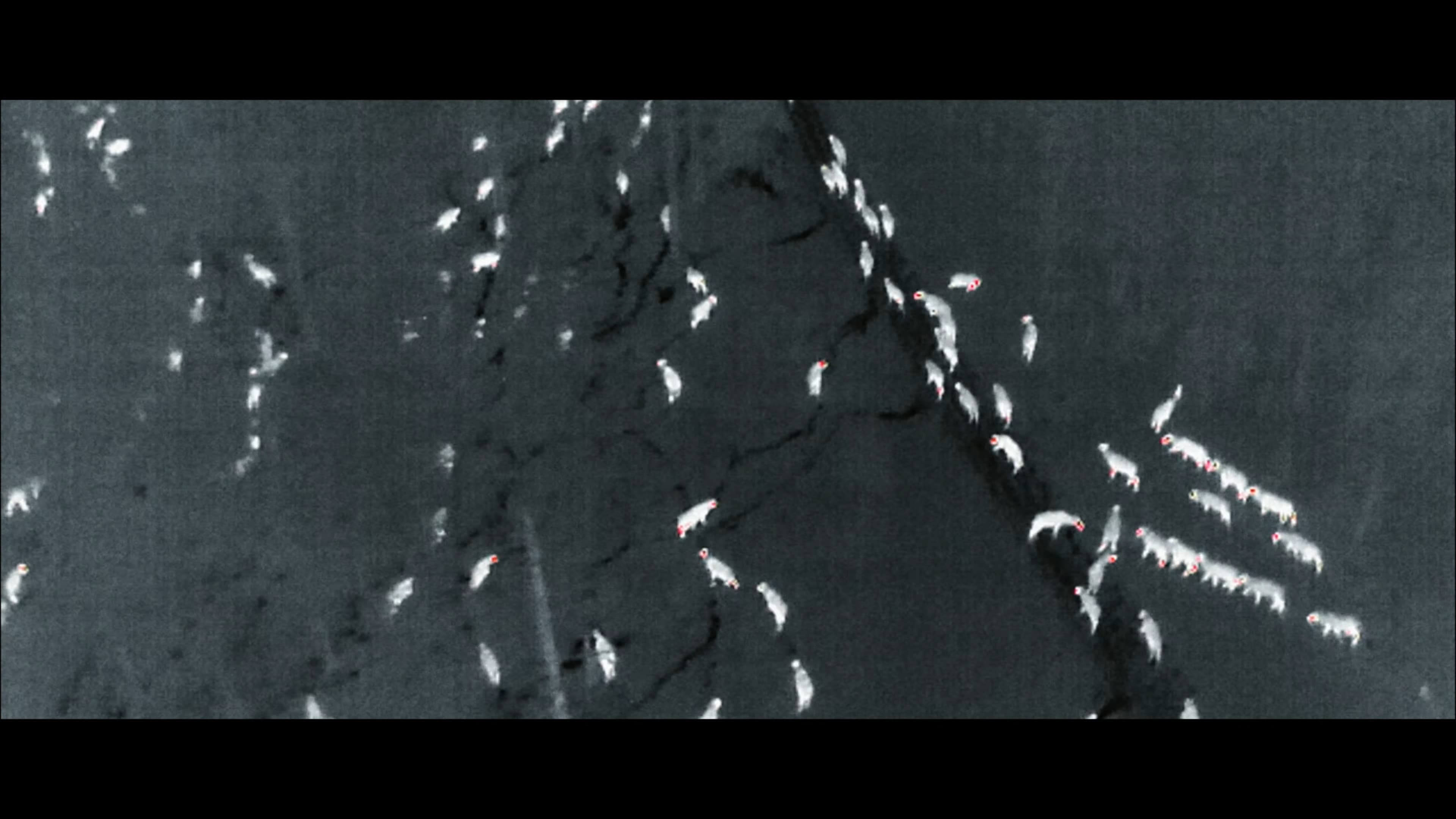 Drönare för renskötsel - En sames berättelse - YouTube - 0-2-05